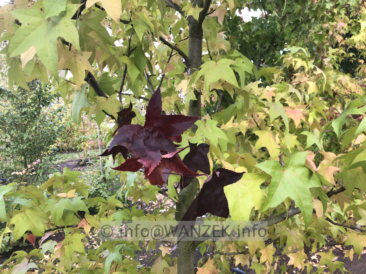 Liquidambar styraciflua Lane Roberts 0001.JPG